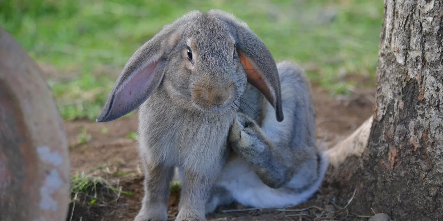 Trina the rabbit